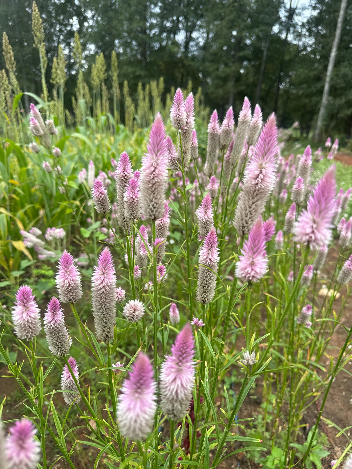 Celosia- Flamingo Feather
