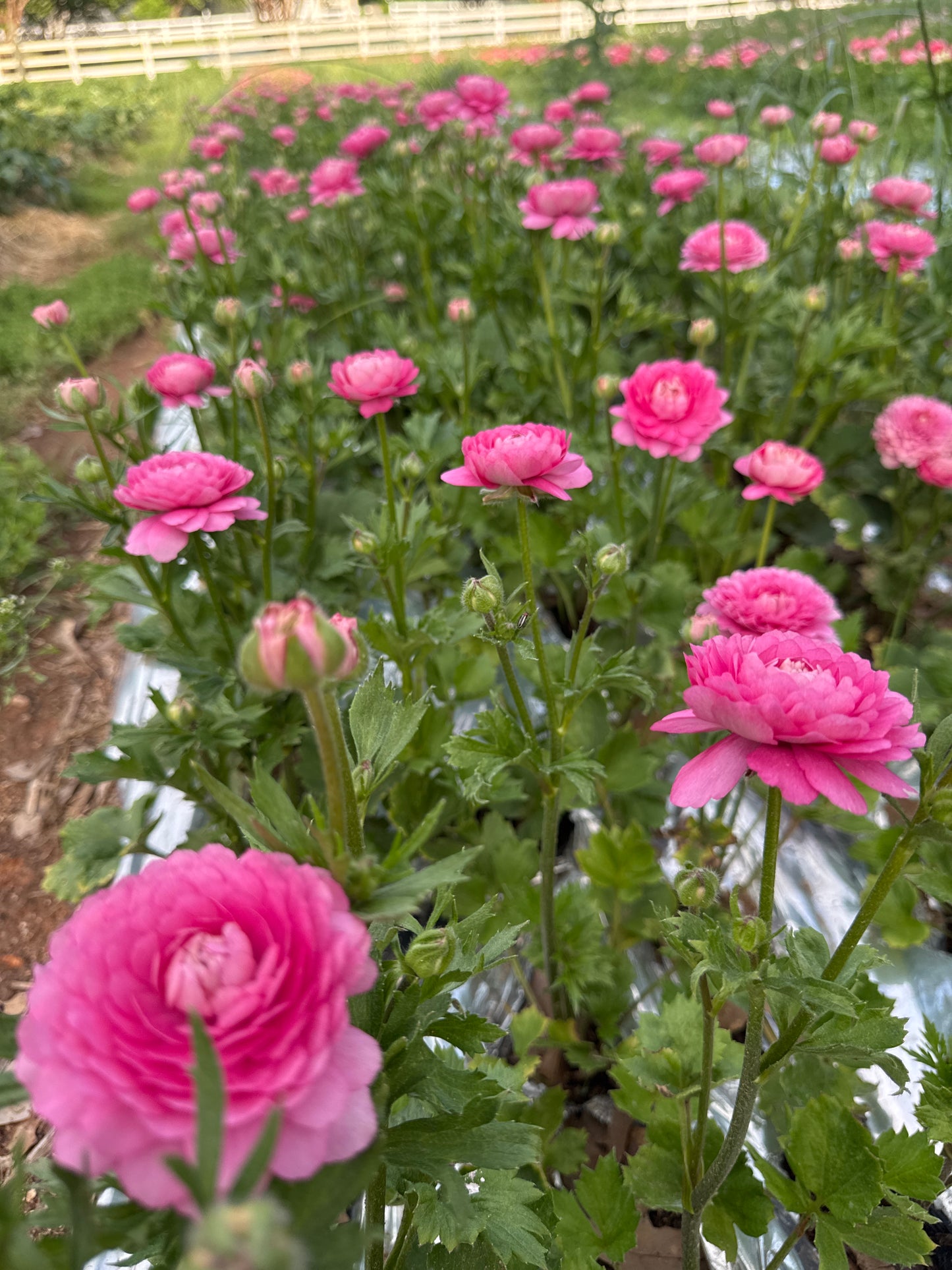 Moderna Ranunculus - Dolce