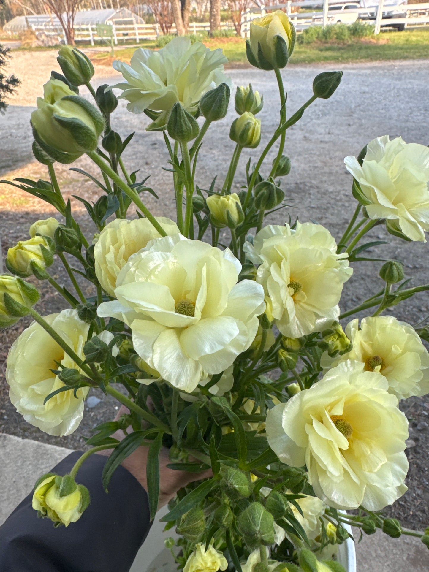 Butterfly Ranunculus-Graces