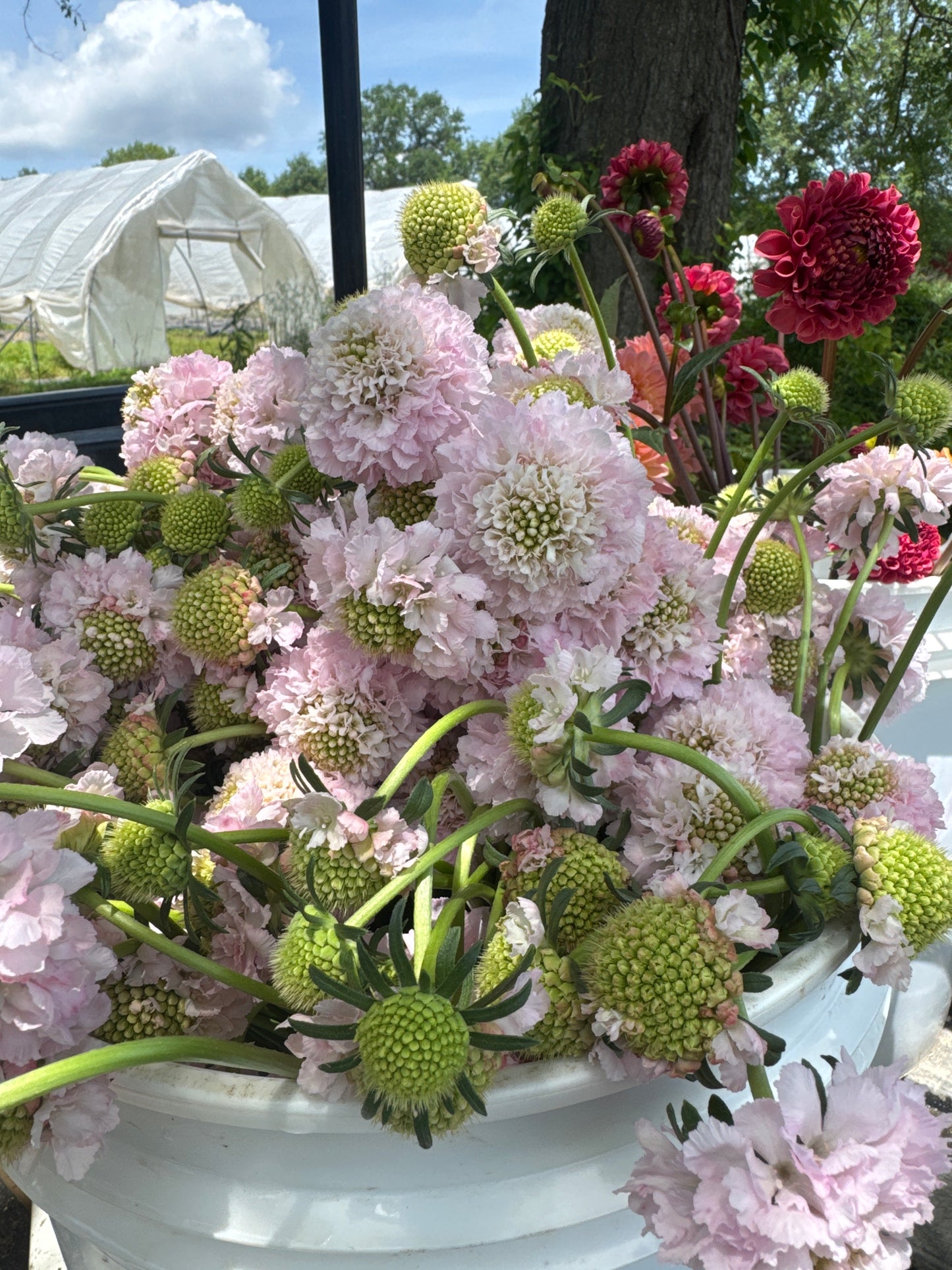 Scoop Scabiosa- Scoop Blush (wk24)
