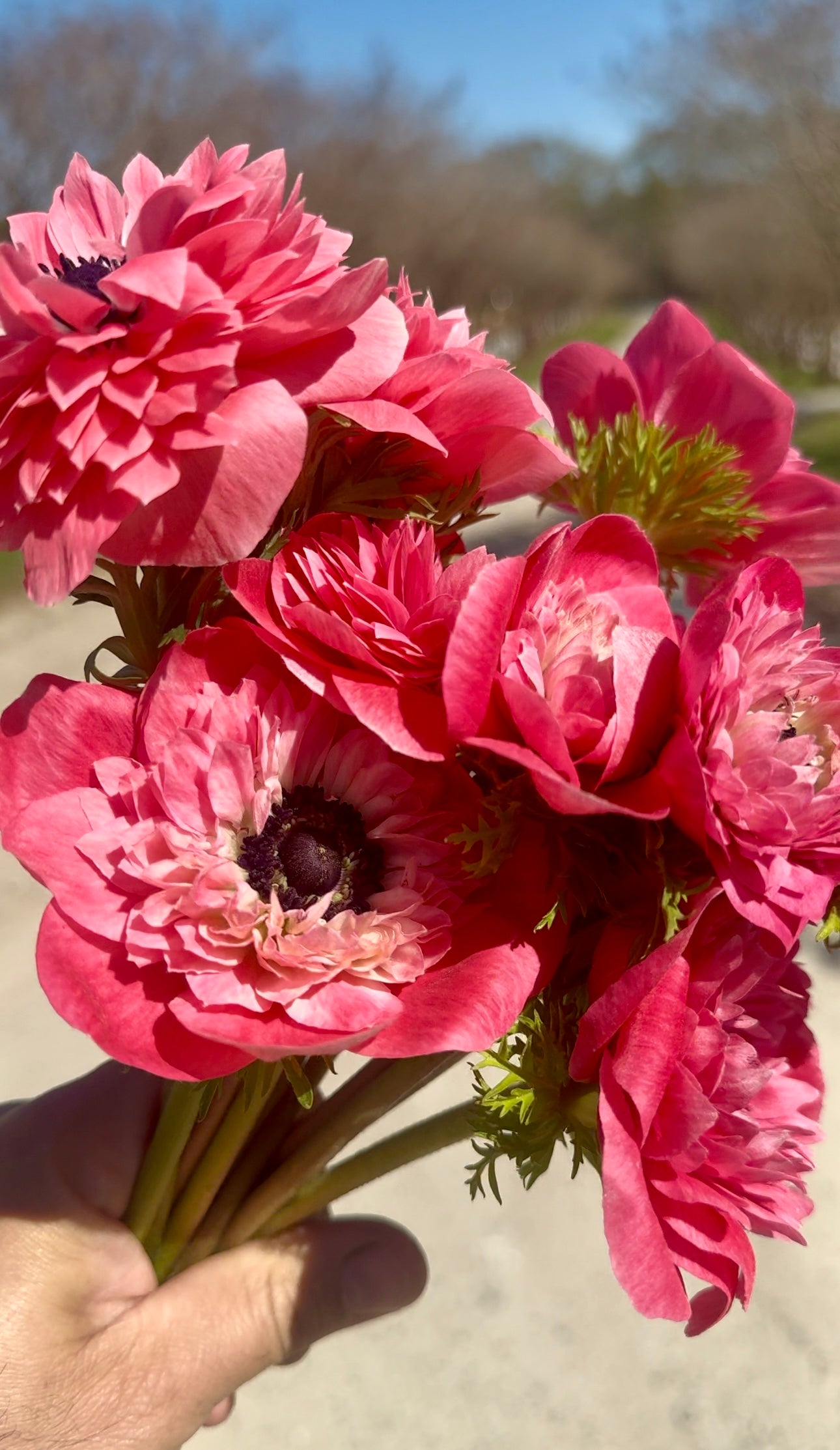 Double Anemone- Rosa (wk17) Short