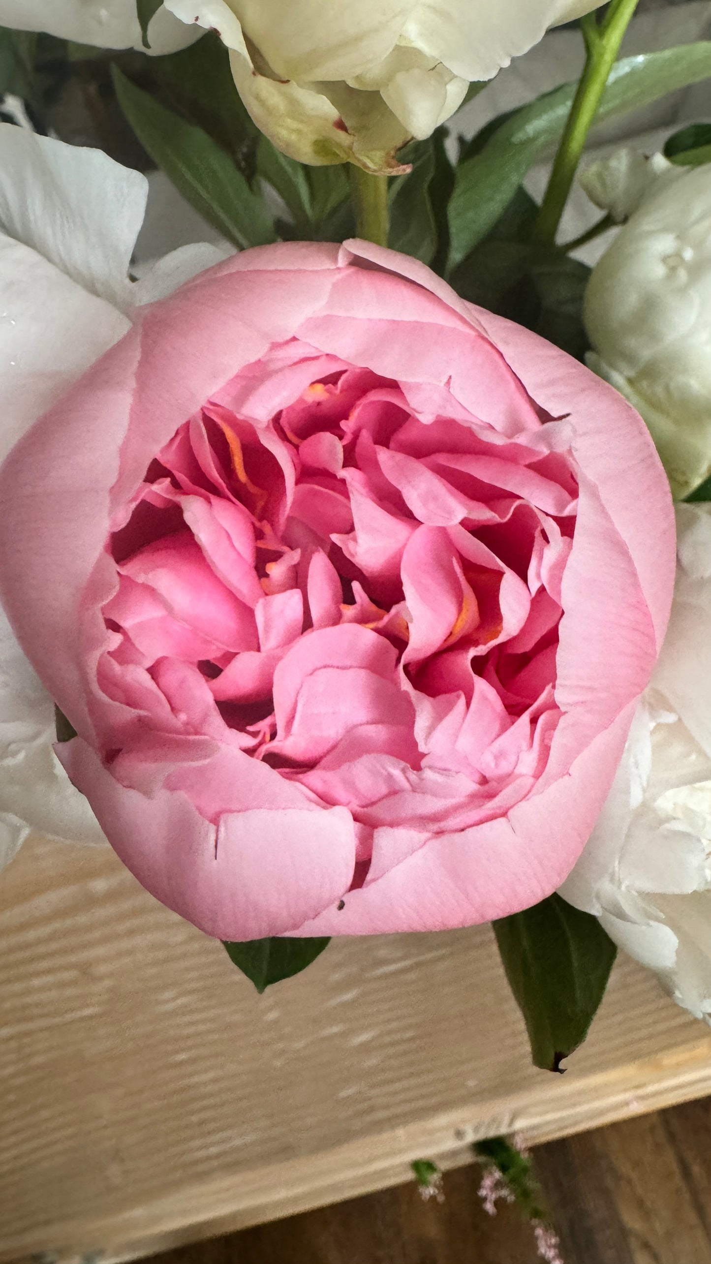 Peony- Etched Salmon 5 stems