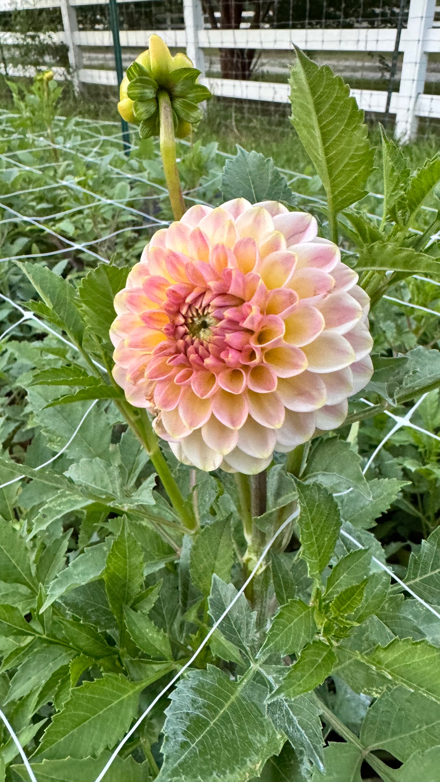 Dahlia- Soft Peach-Thursday Pick-Up Only (wk23)
