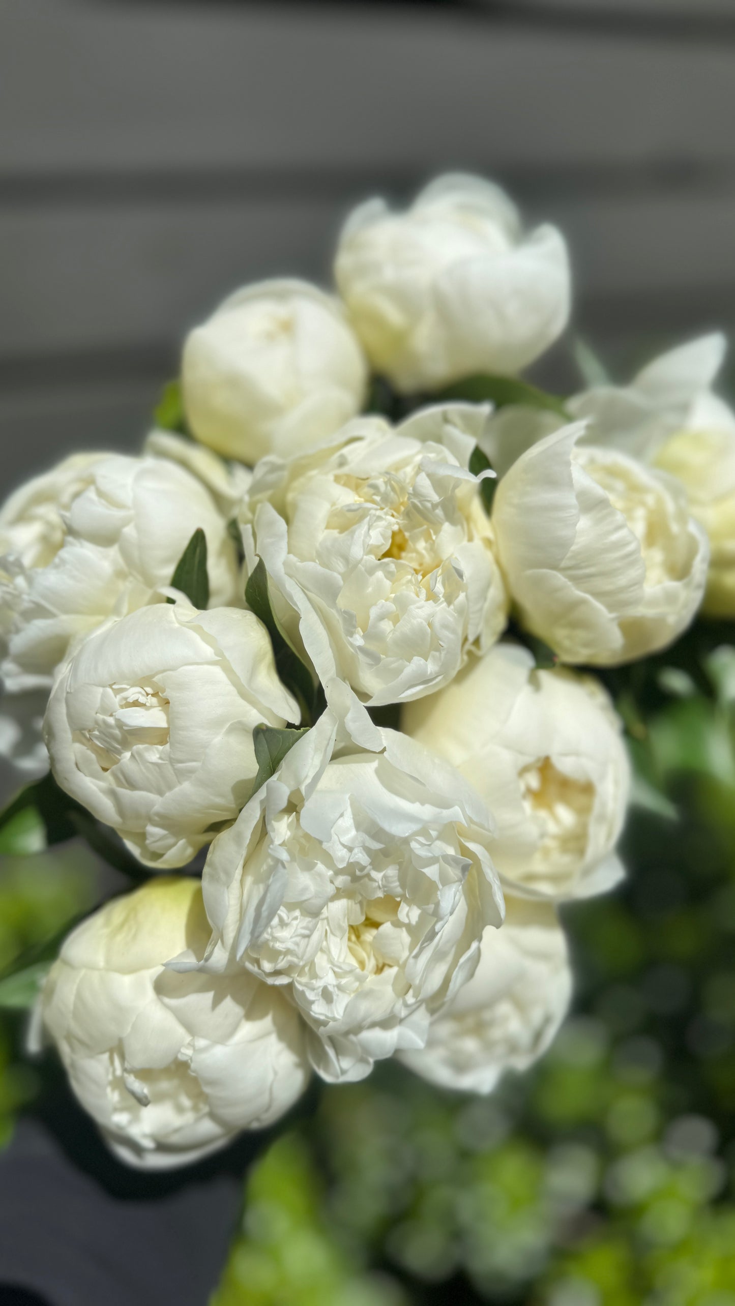 Peony- Dutchess 5 Stems (white)