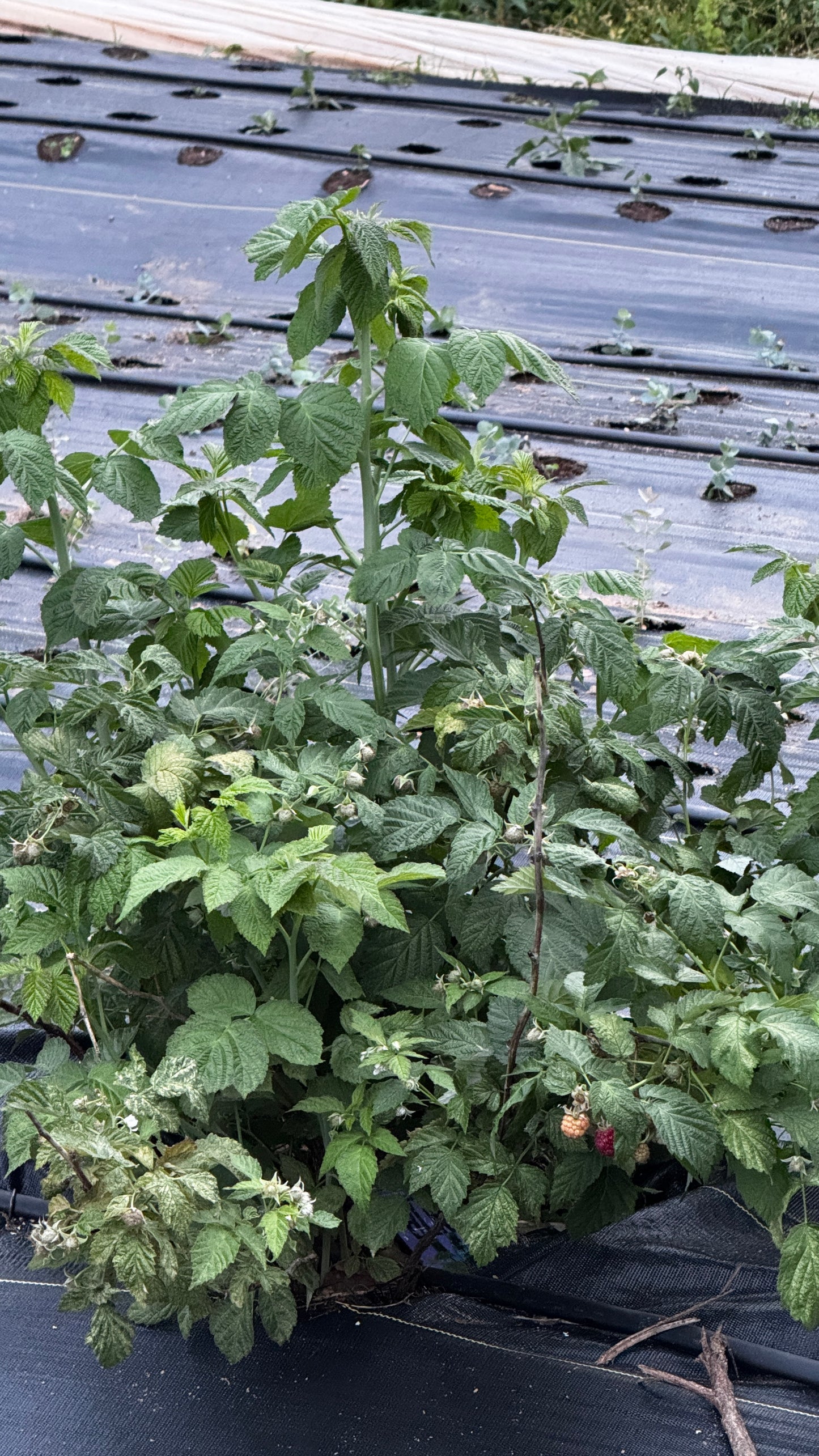 Raspberry Foliage (Local Only- No Shipping)