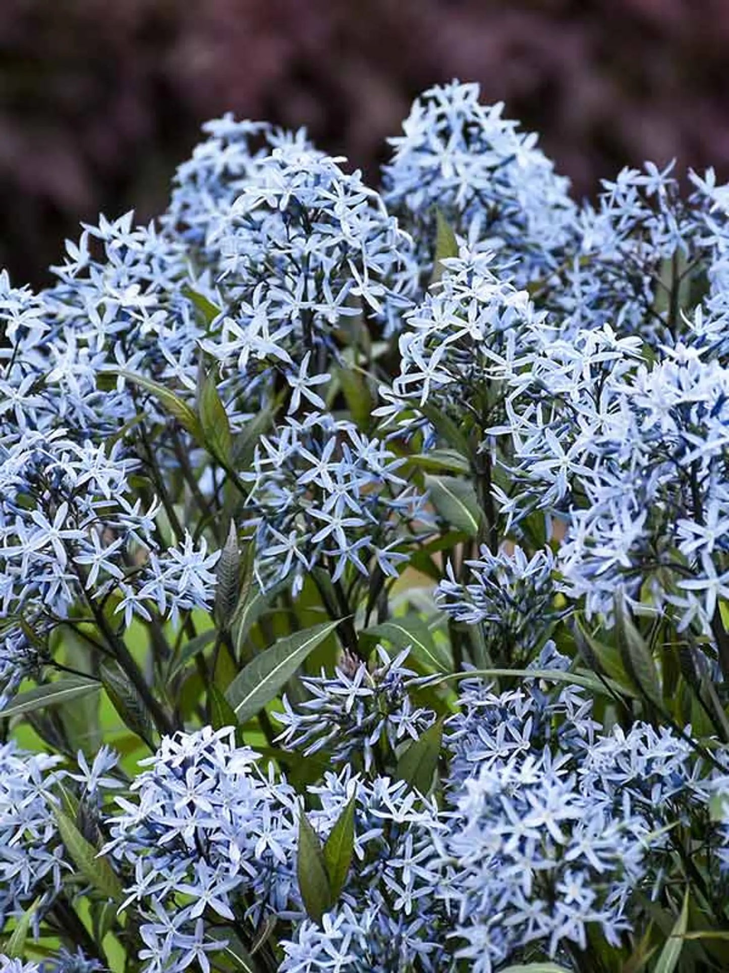 Amsonia