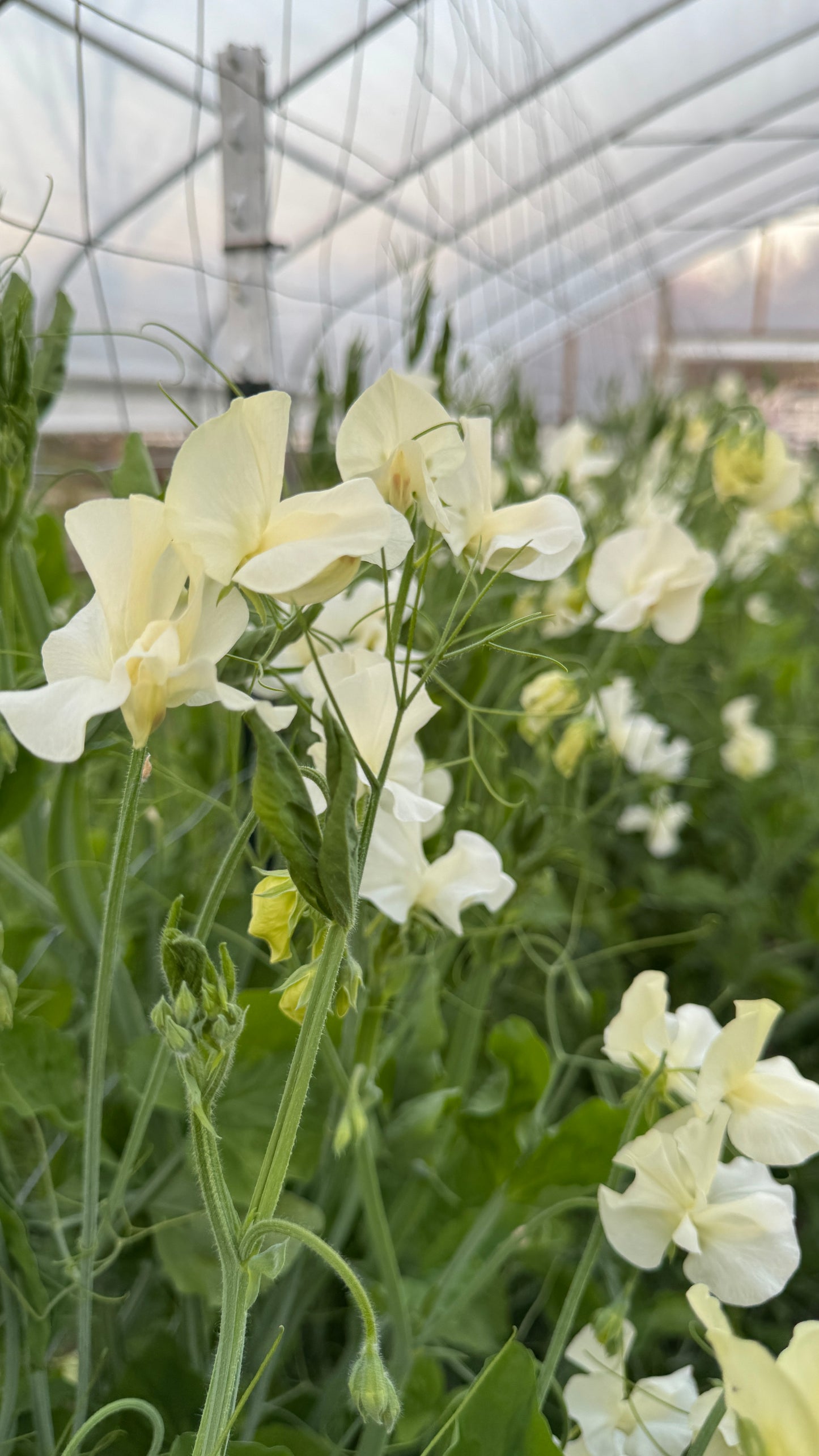 Sweet Pea- Cream (wk18)