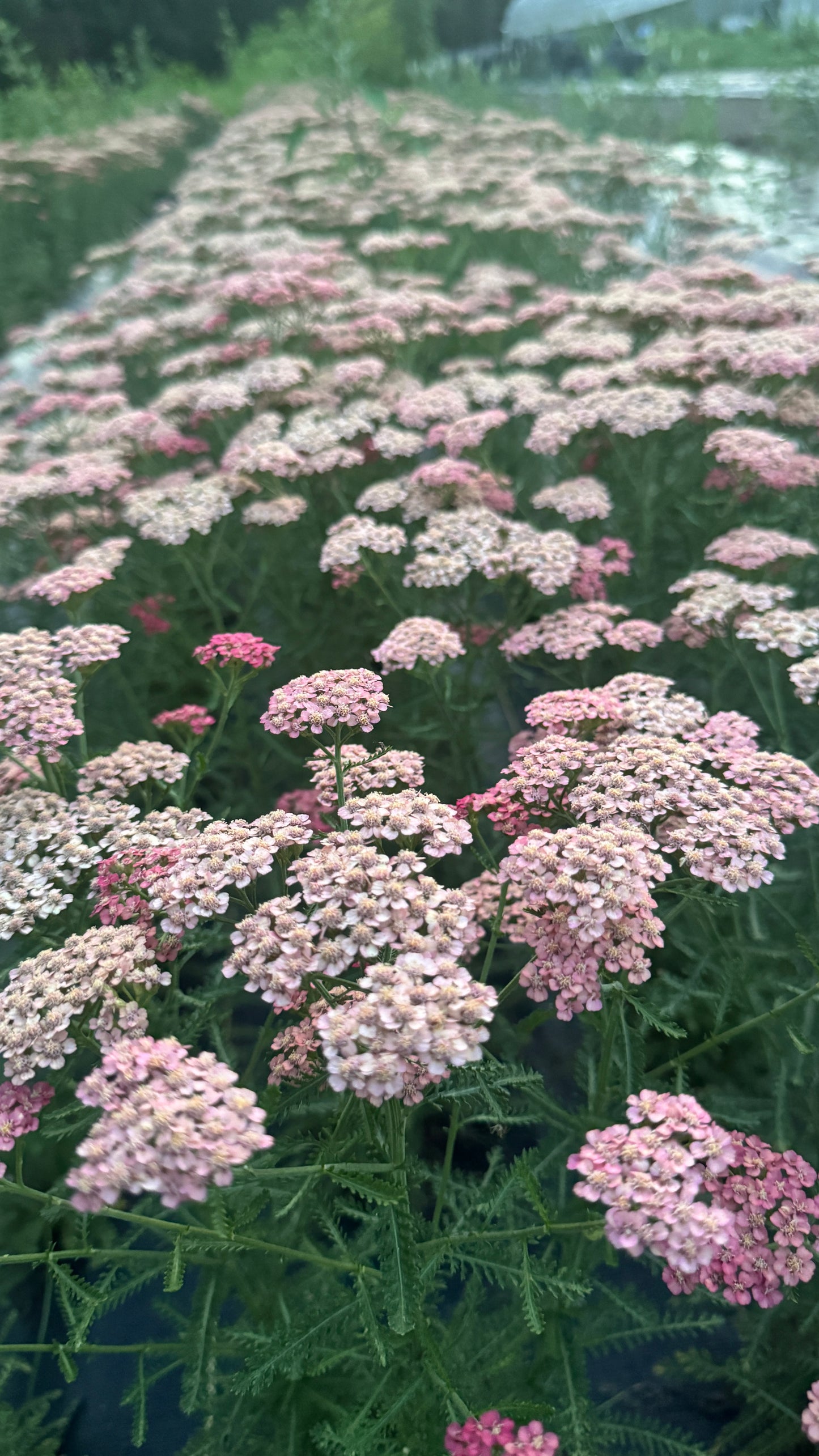 Yarrow-Apricot Delight