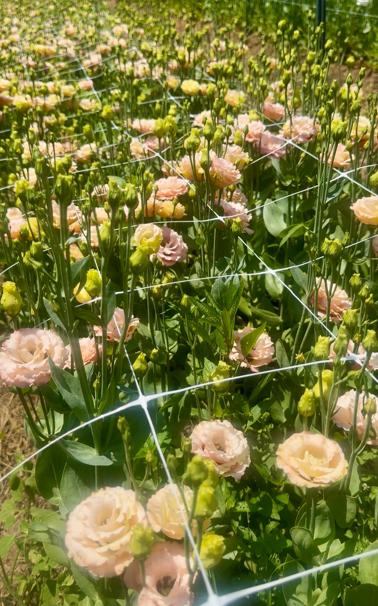 Lisianthus- Sabrina Orange