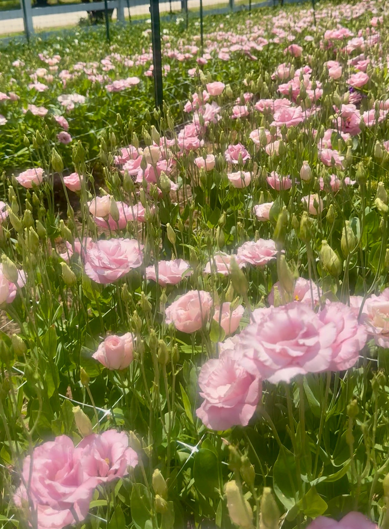 Lisianthus- Rose Pink