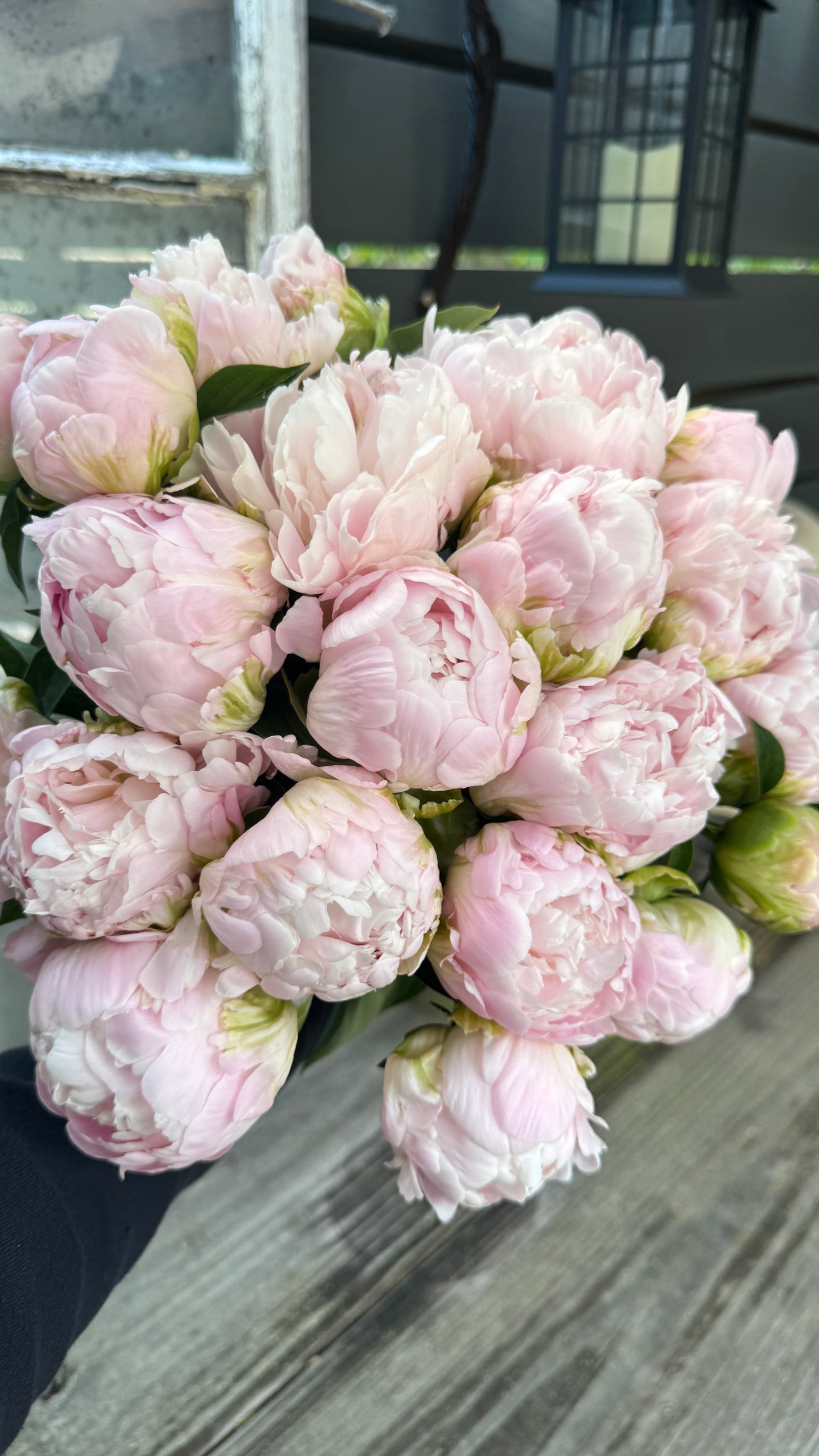Peony- Moonstone 5 stems