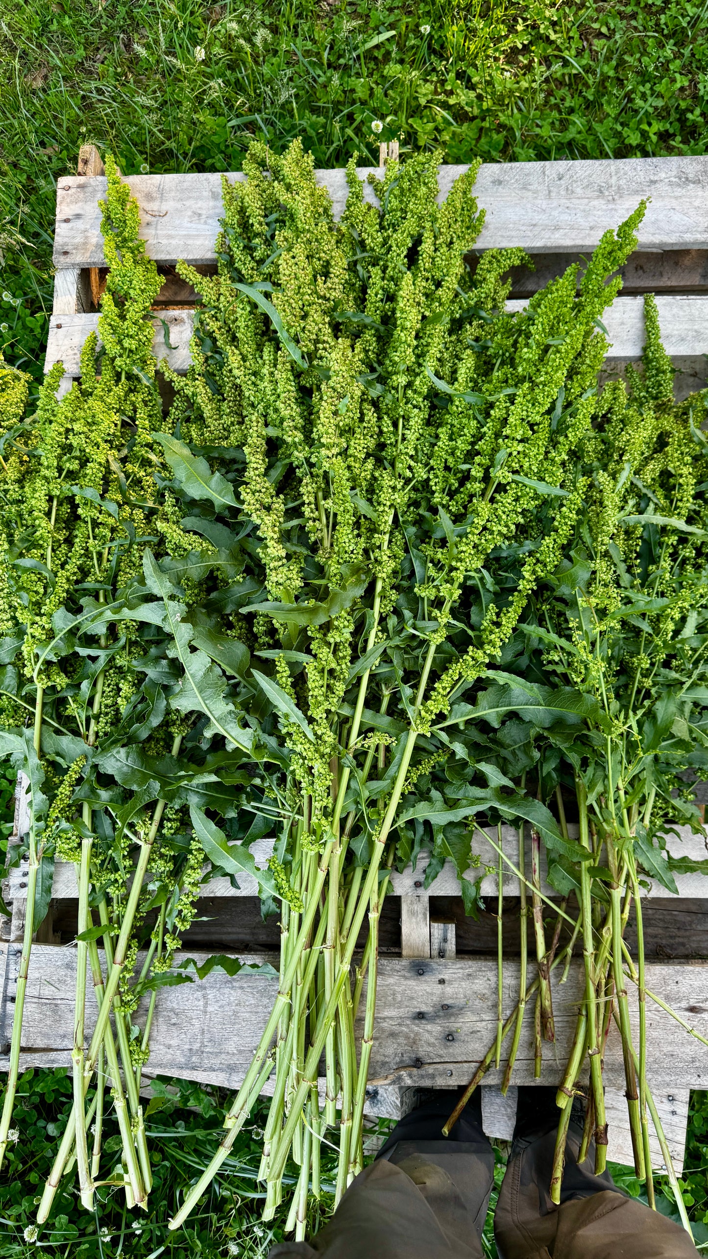 Rumex/Dock (Large)