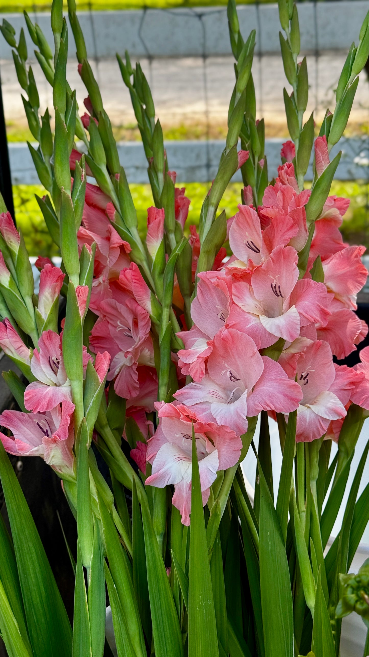Gladiolus - Salmon