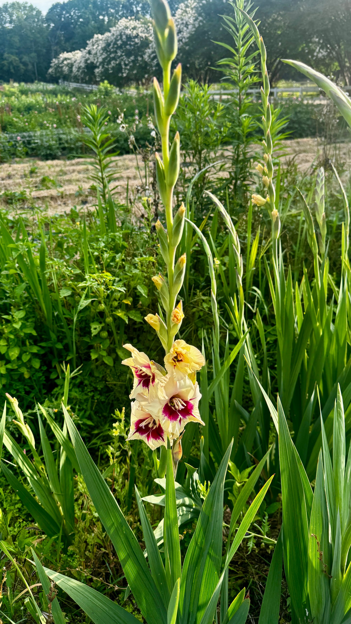 Gladiolus - Ivory/Pink