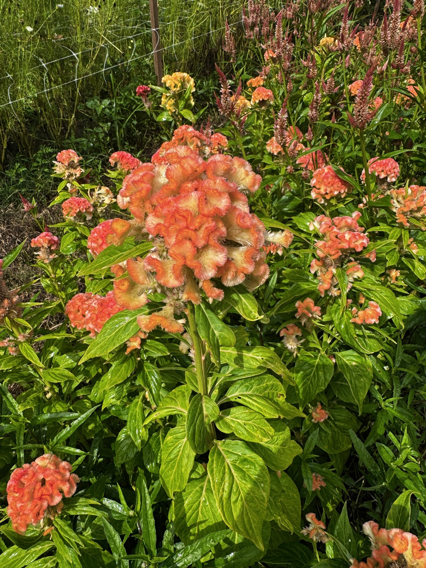 Celosia- Cockscomb Peach