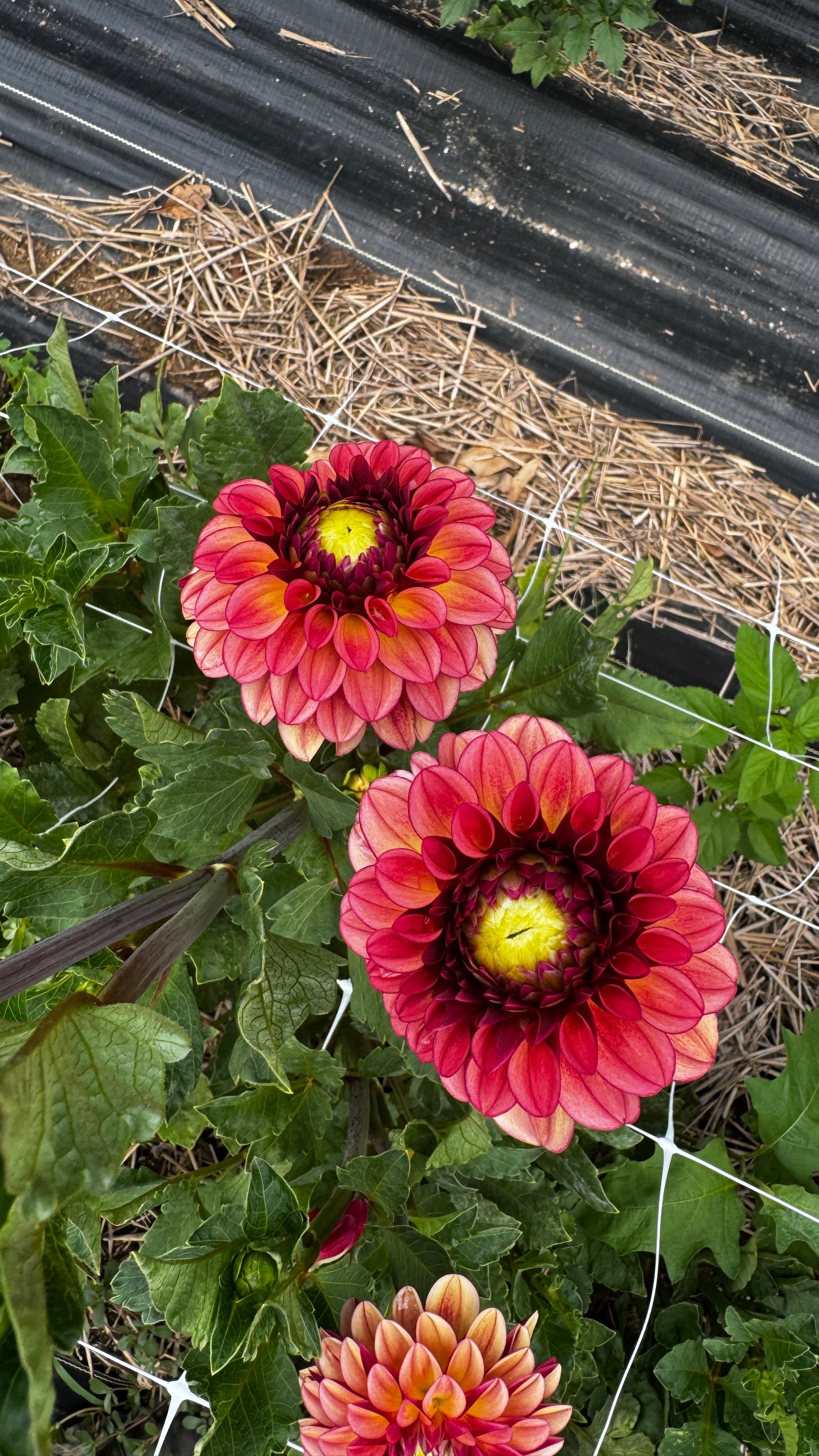 Dahlia- High Fidelity (wk33)