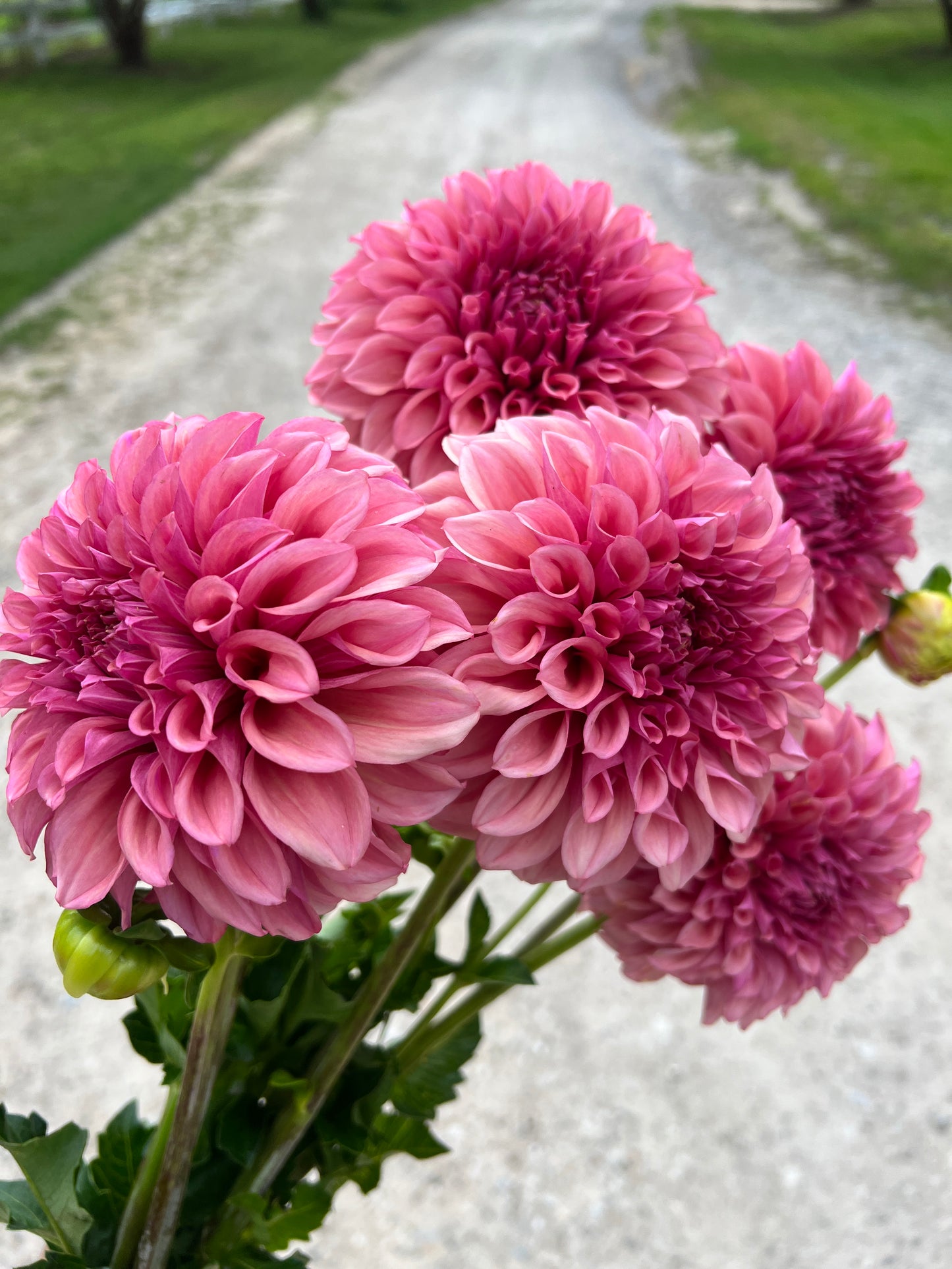 Dahlia- Globe (wk26)