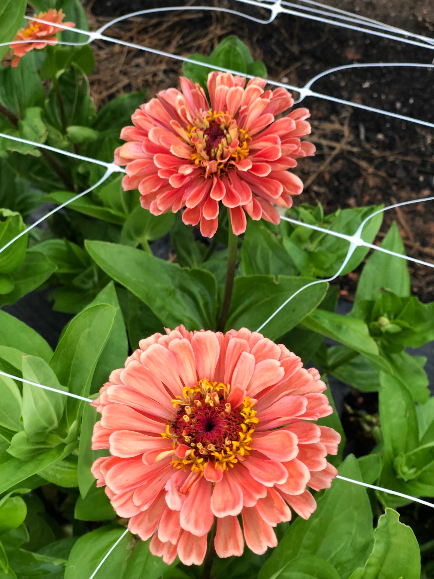 Zinnia-Salmon Rose (wk32)
