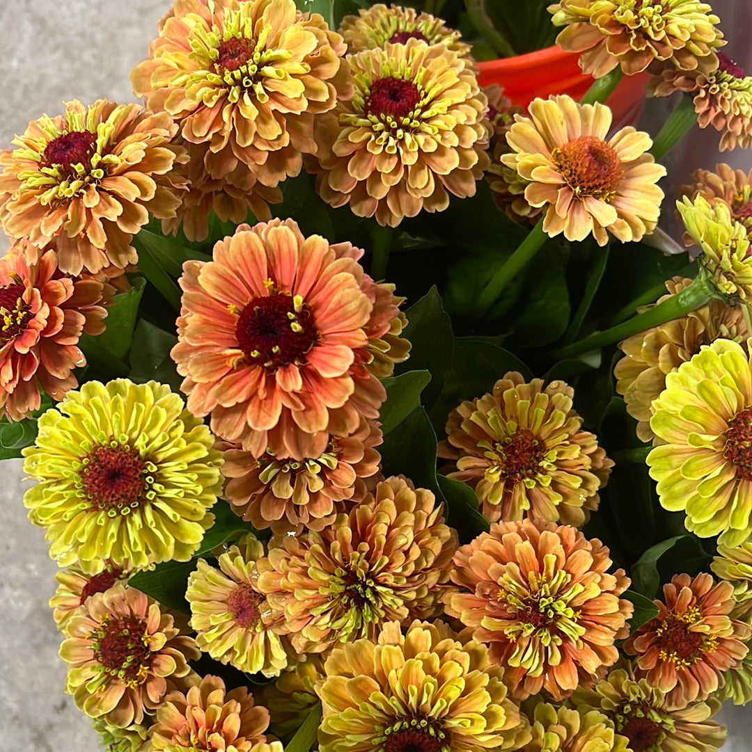 Zinnia-Queen Lime Orange
