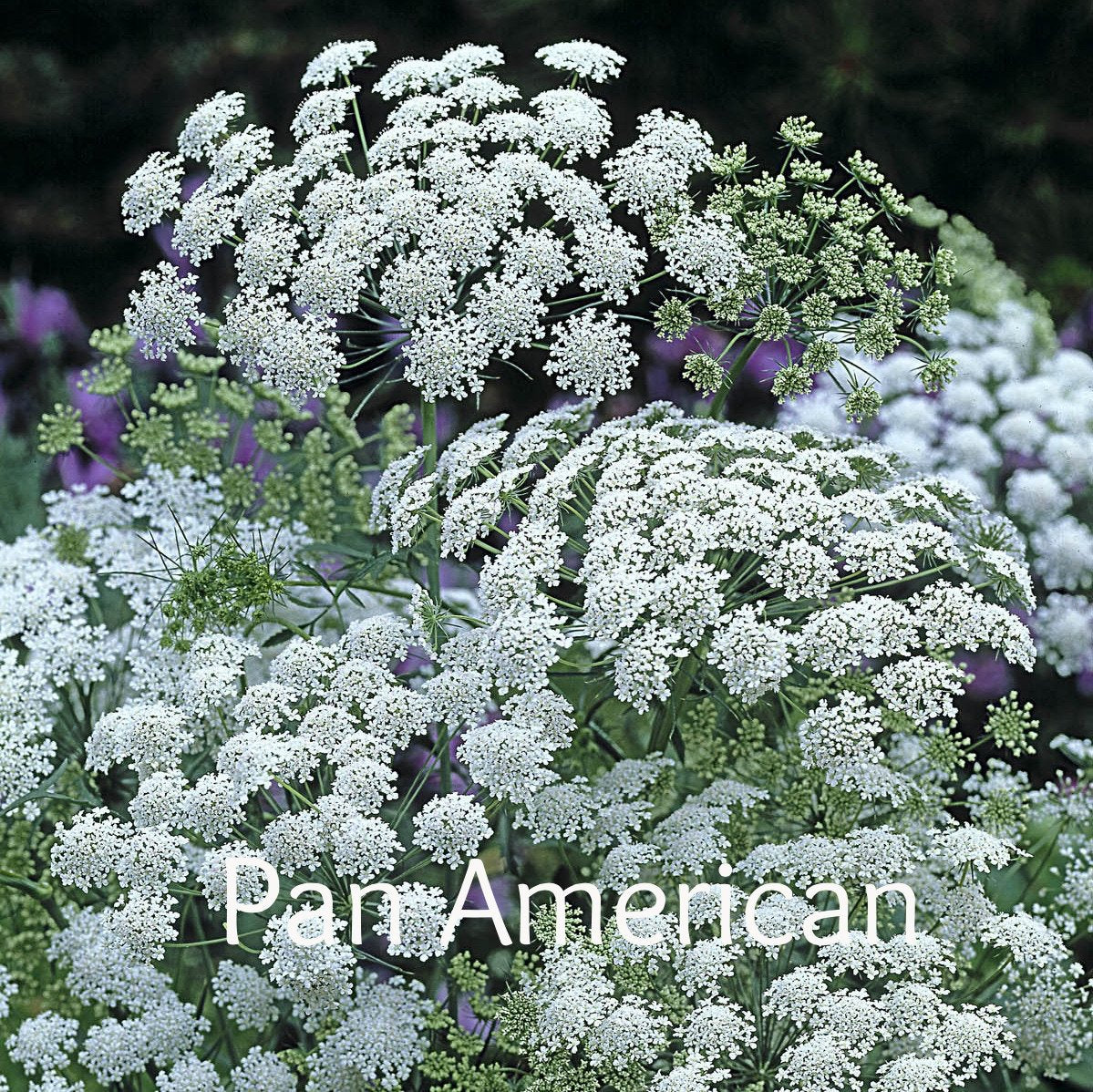 Ammi-Green/White