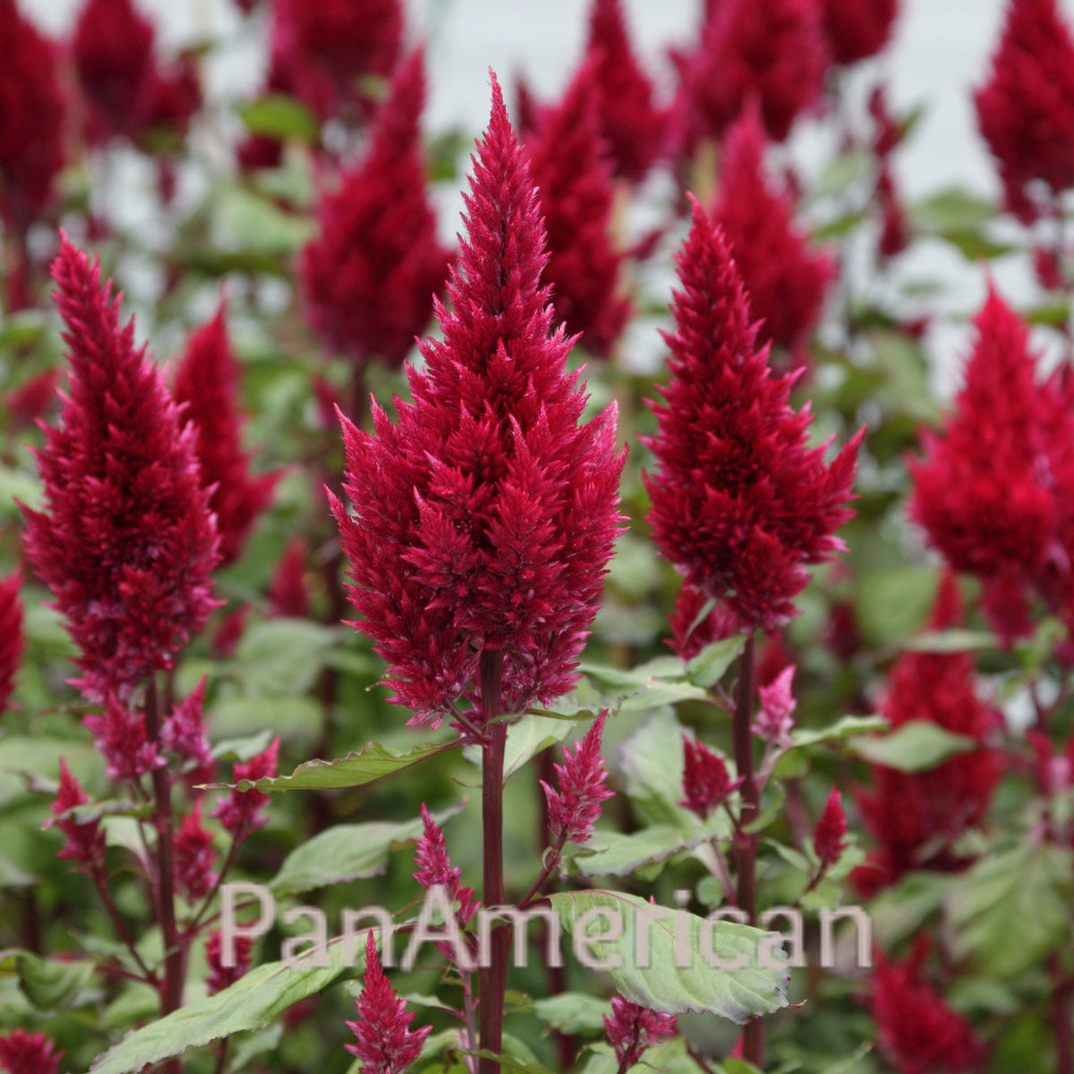 Celosia- Sunday Wine
