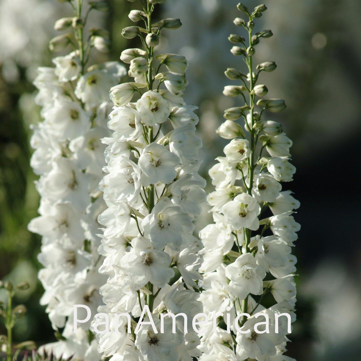 Delphinium-White (wk17)