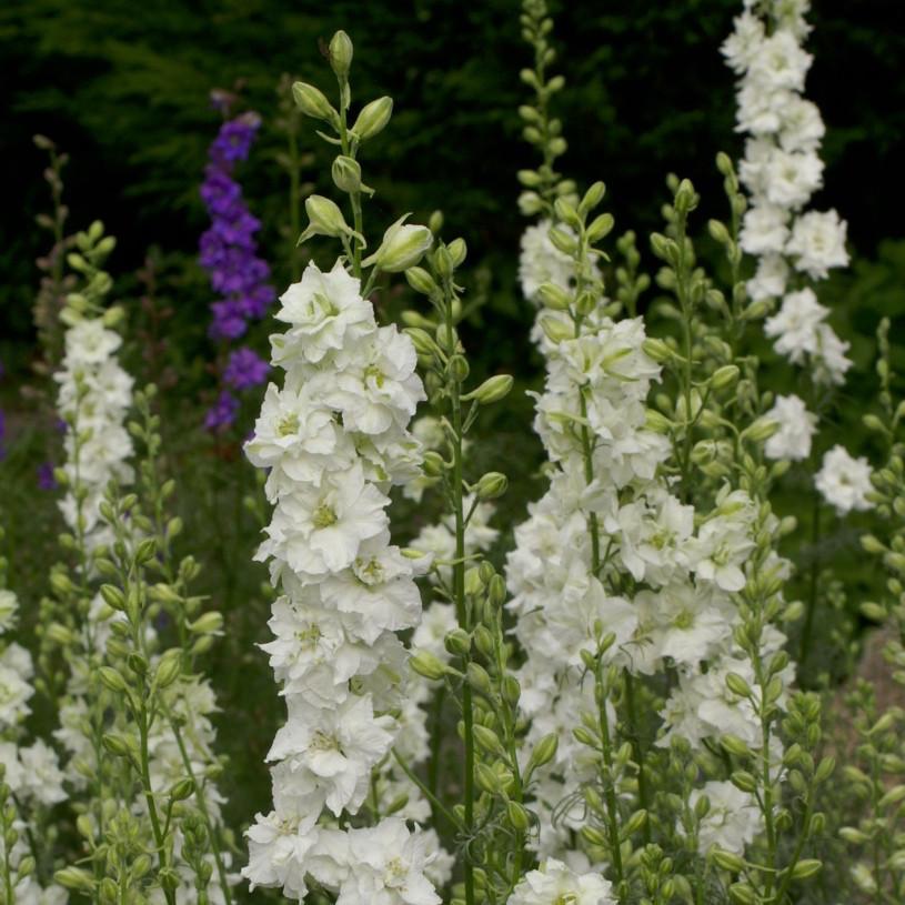 Larkspur-White (wk22)