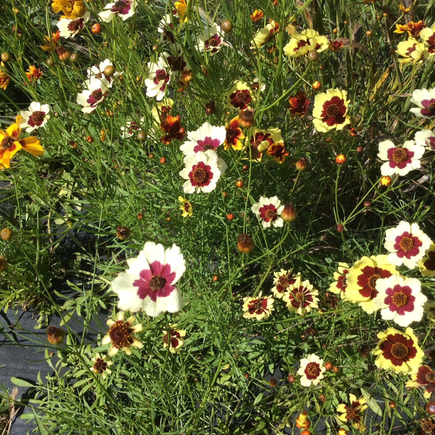 Coreopsis