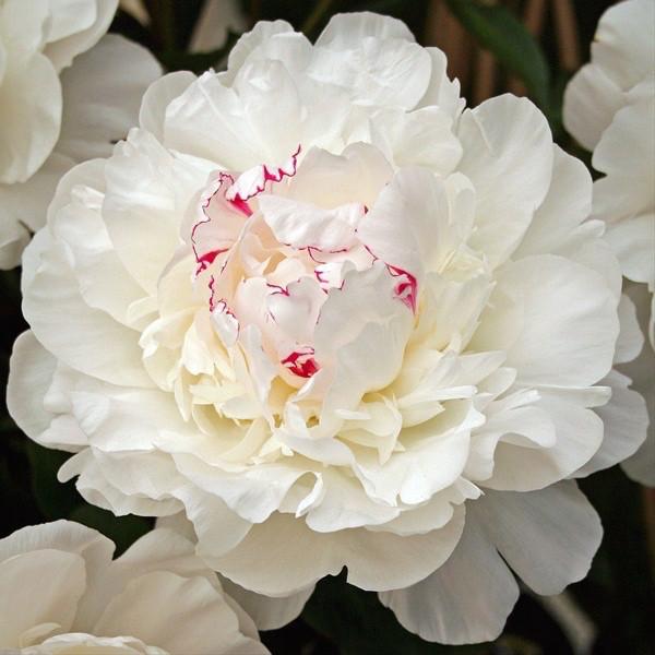Peony-Festiva Maxima 5 stems