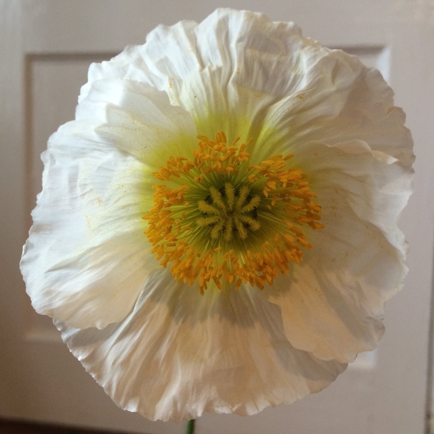 Poppy-White (wk17)