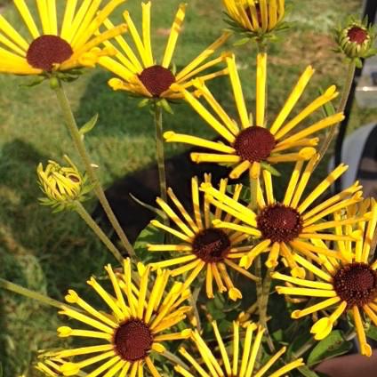 Rudbeckia-Henry Eilers