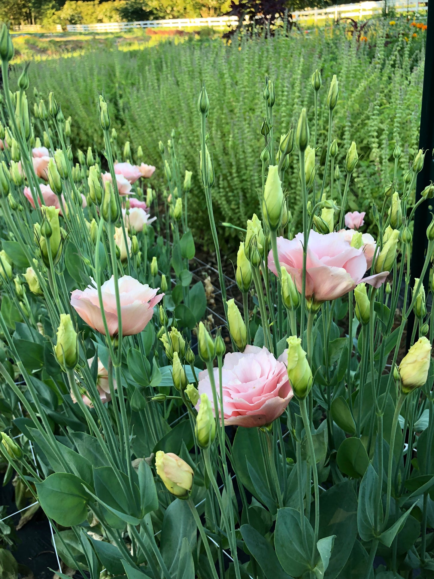 Lisianthus- Arena Apricot