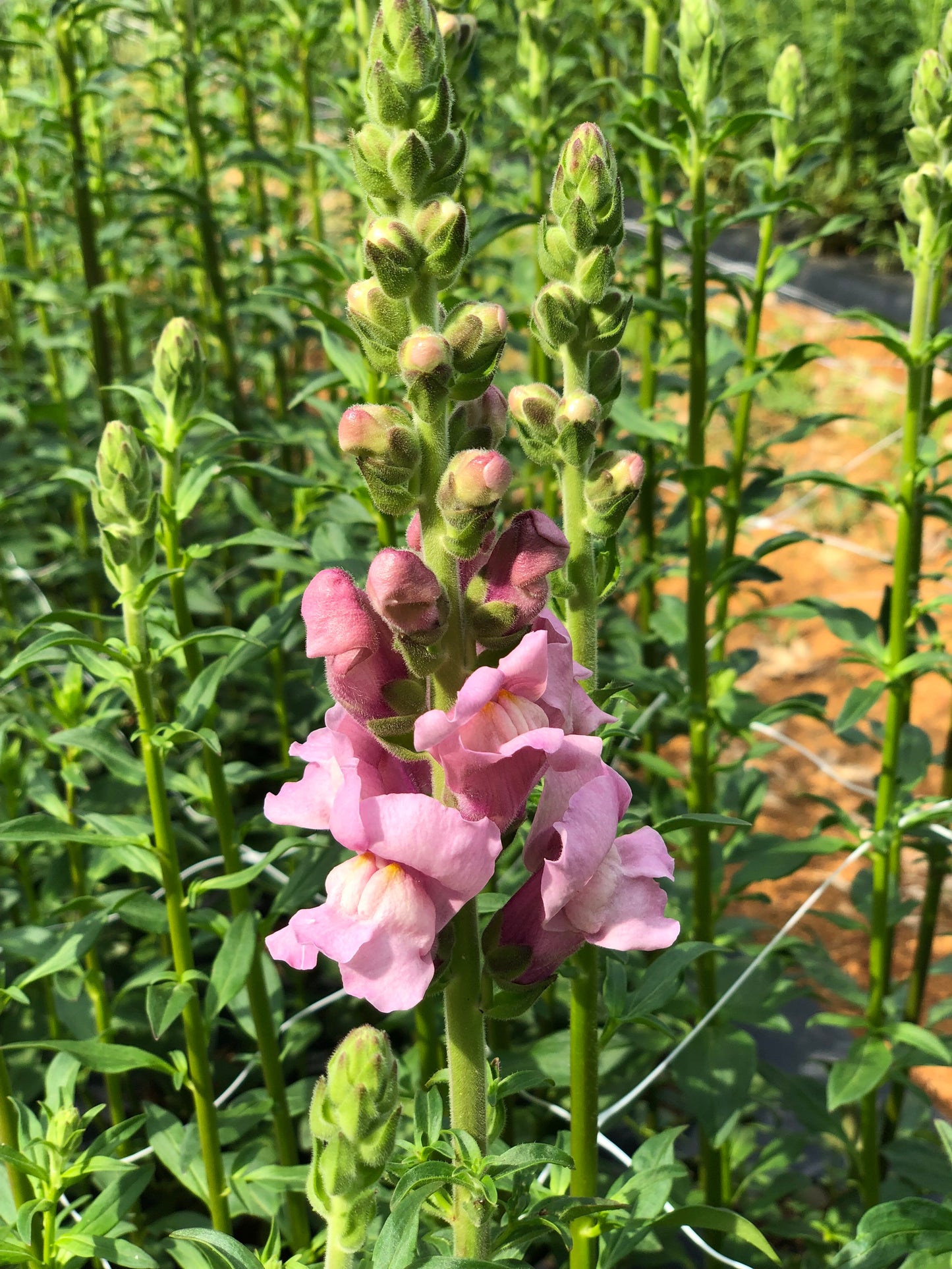 Snapdragons- Lavender