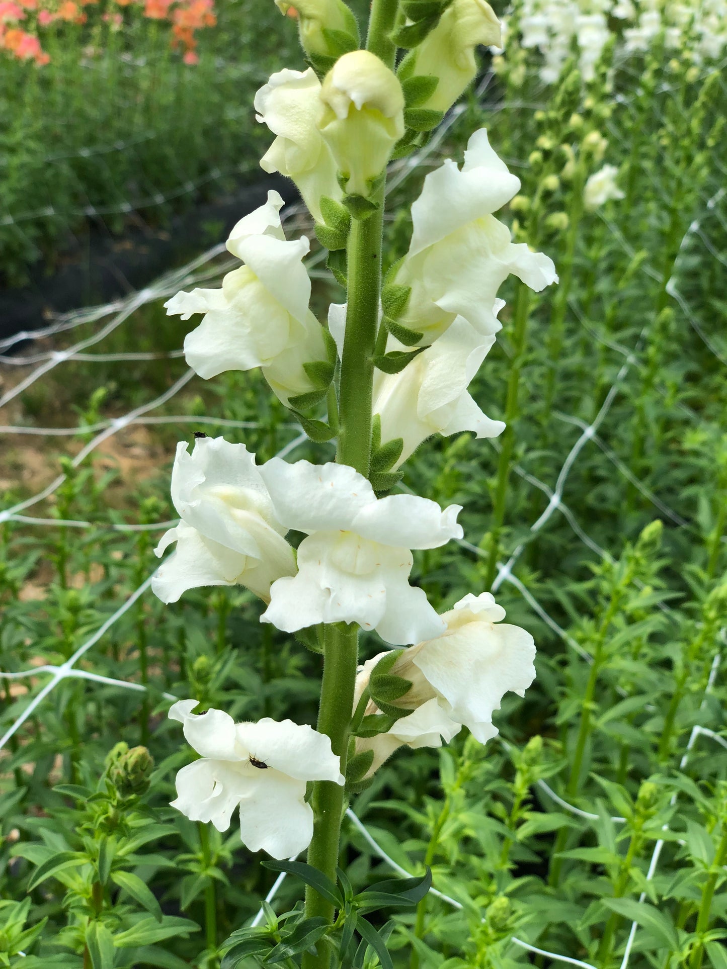 Snapdragon- White