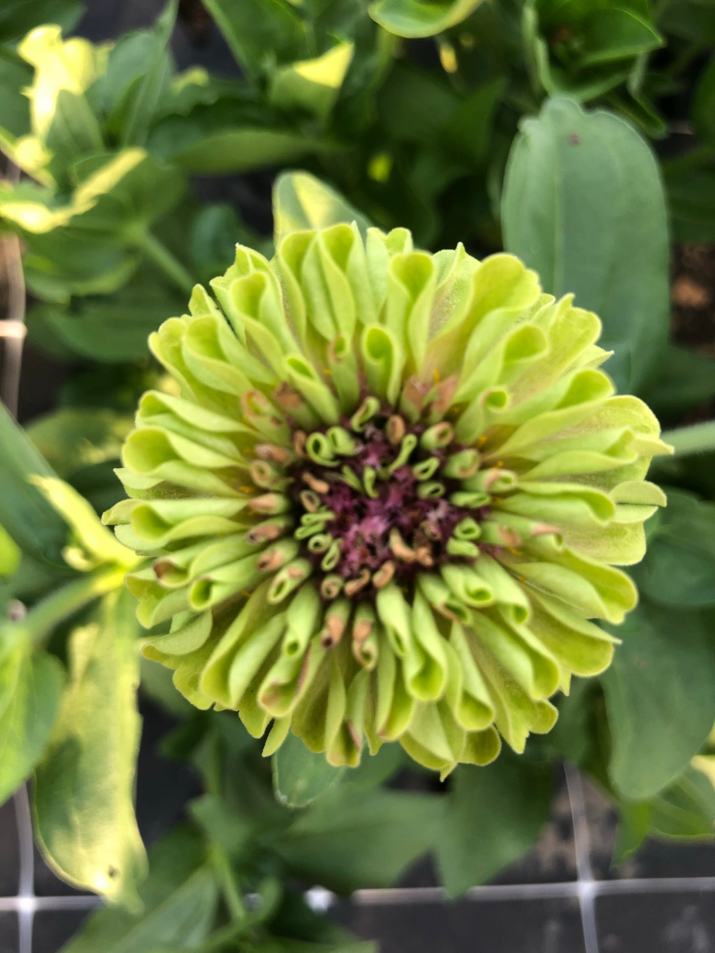 Zinnia-Queen Lime Blotch (wk30)