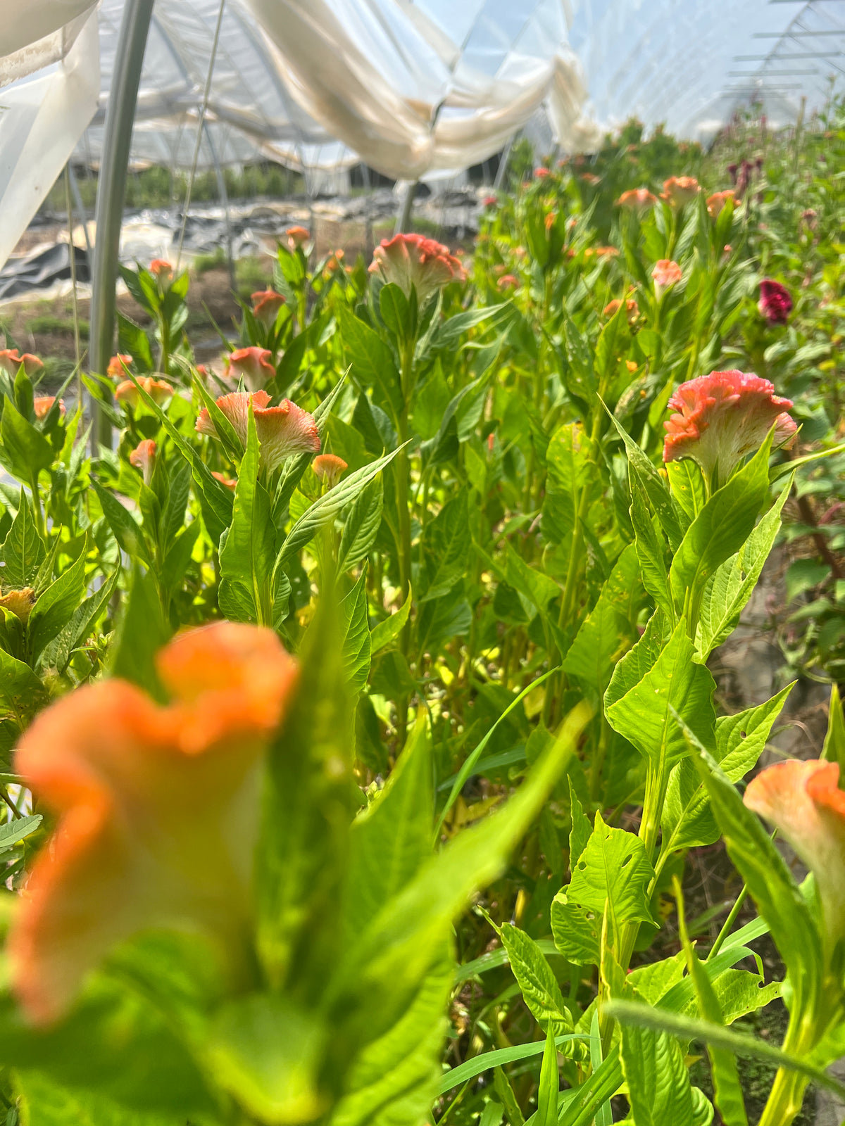 Celosia- Coral Mix (wk42)
