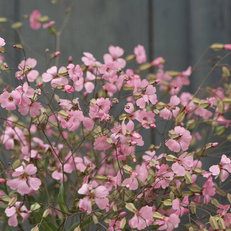 Saponaria- Pink