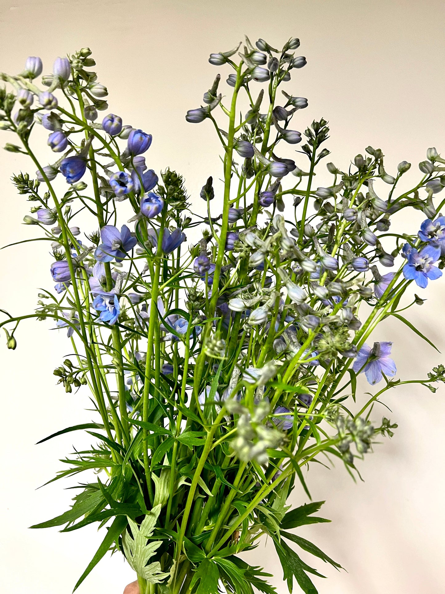 Delphinium- Sky Blue (wk24)