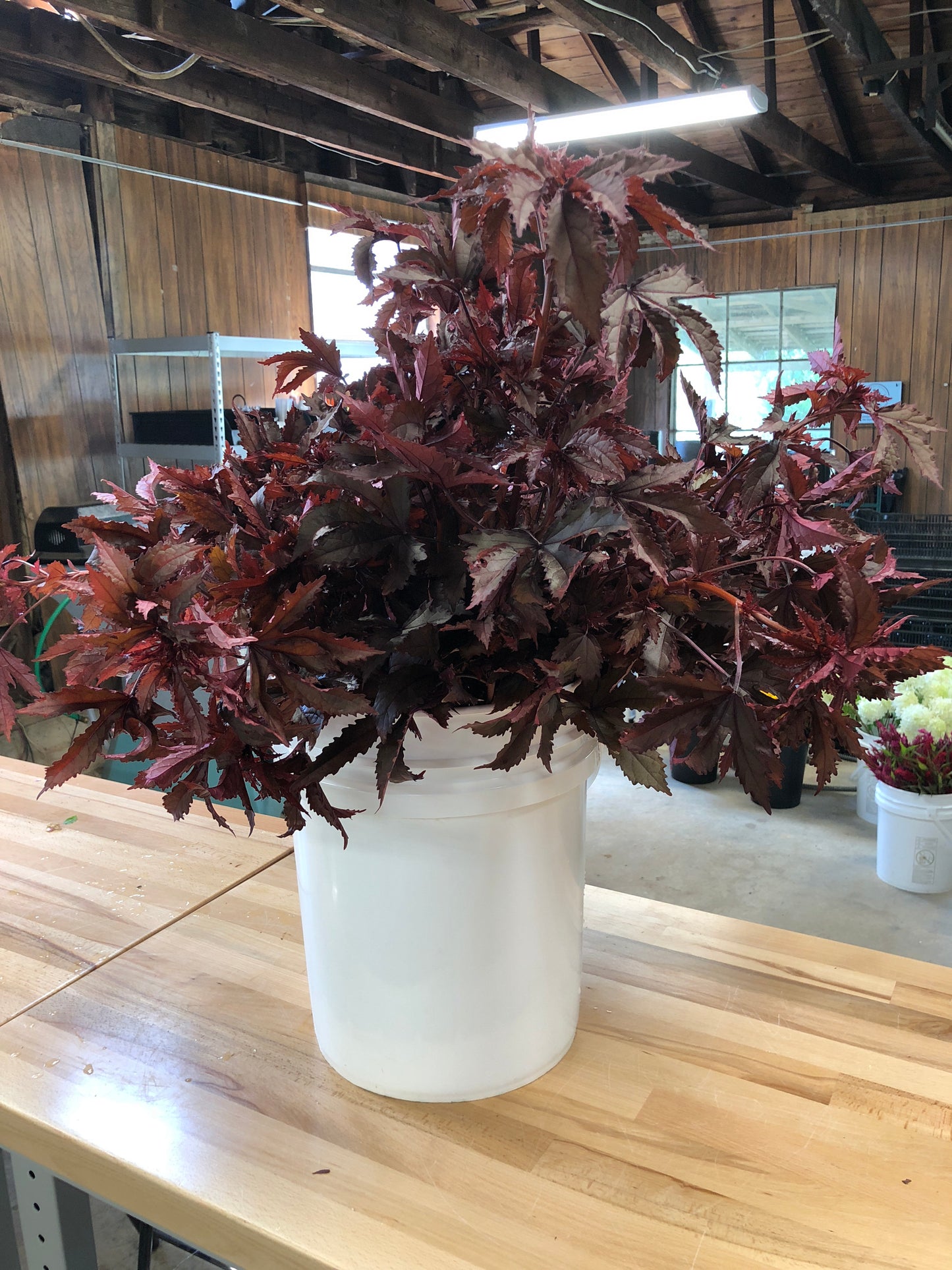 Hibiscus- Mahogany Splendor
