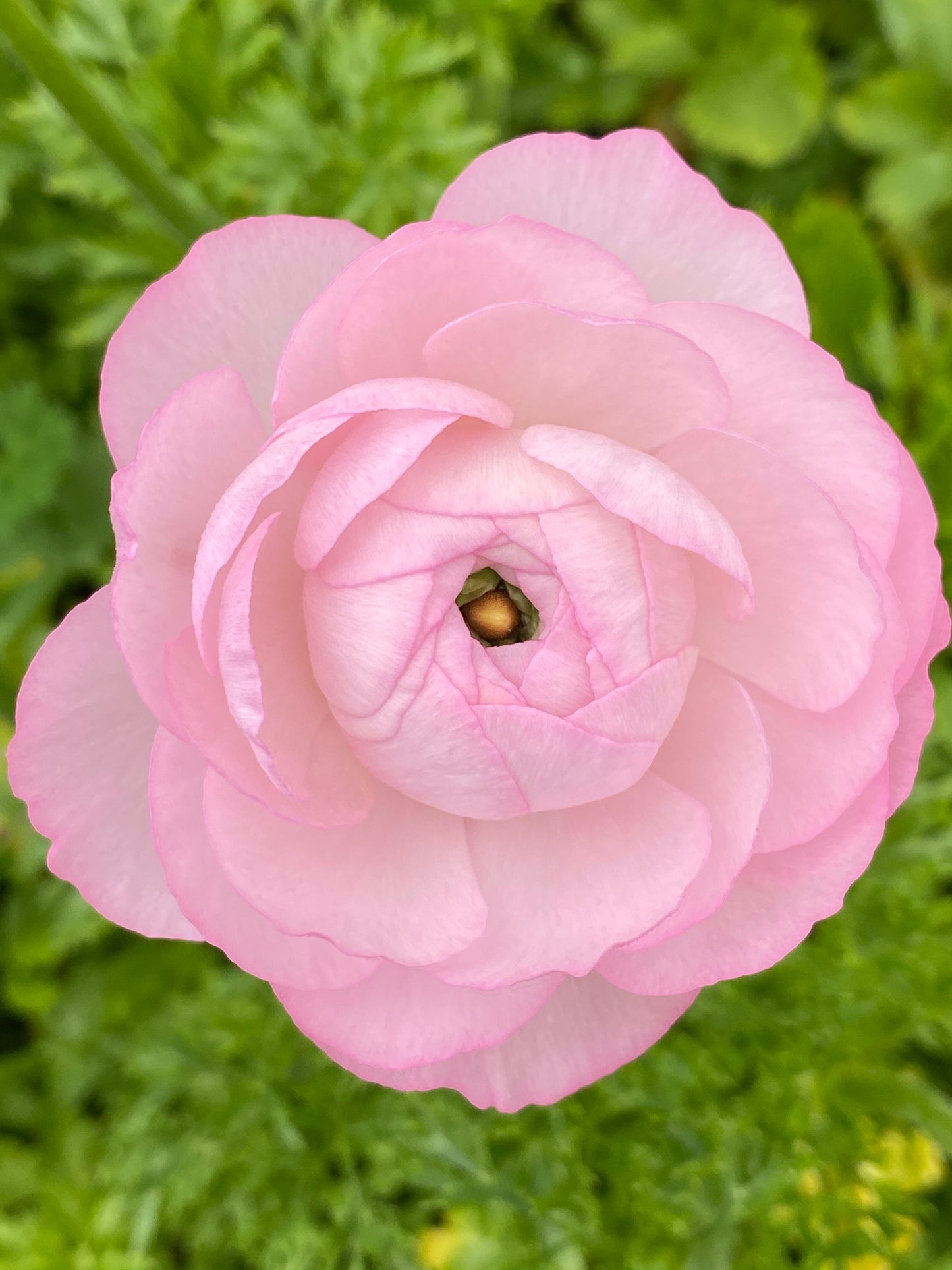 Ranunculus- Cloni Lady