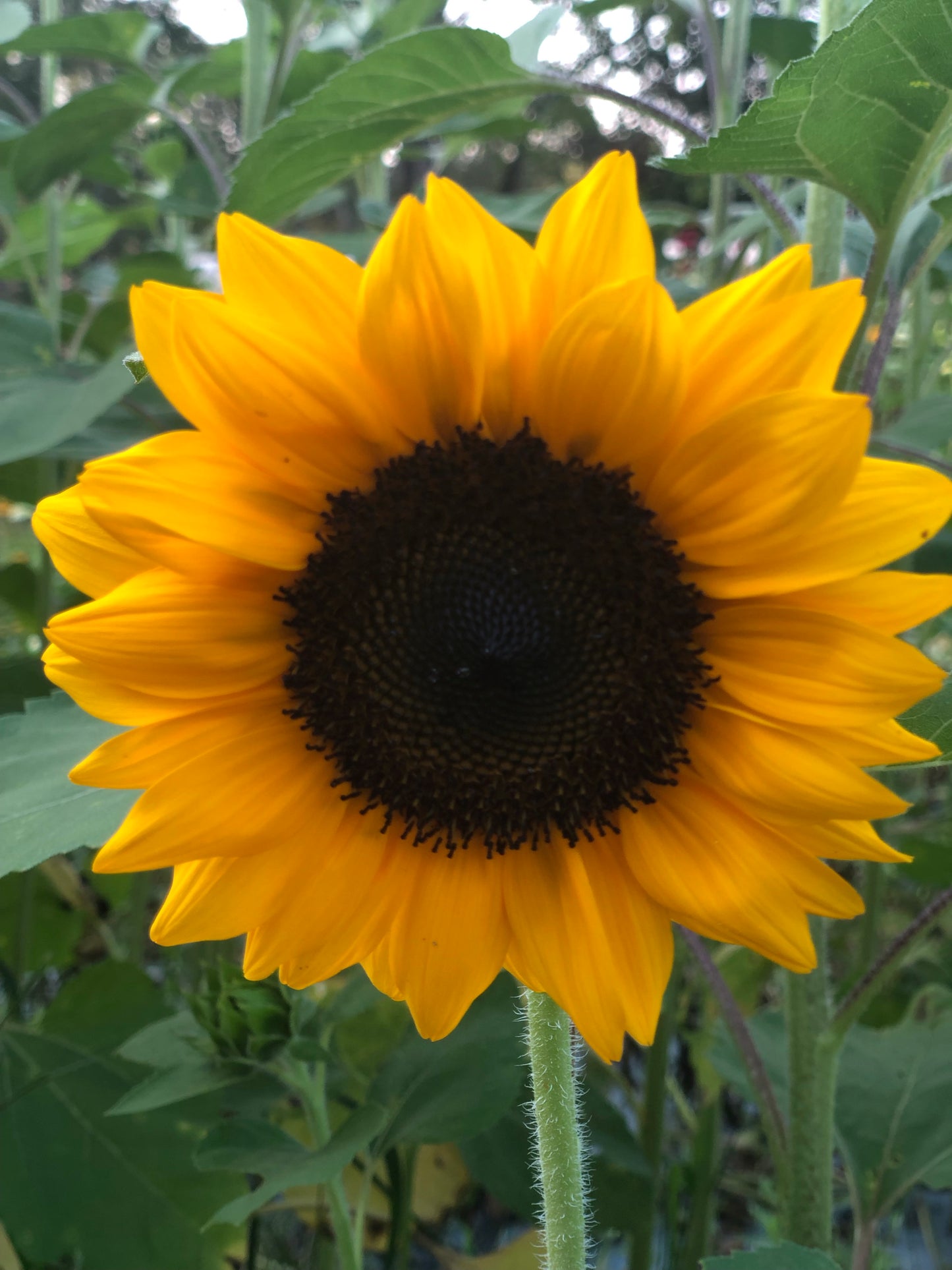 Sunflower- Black Center (wk33)