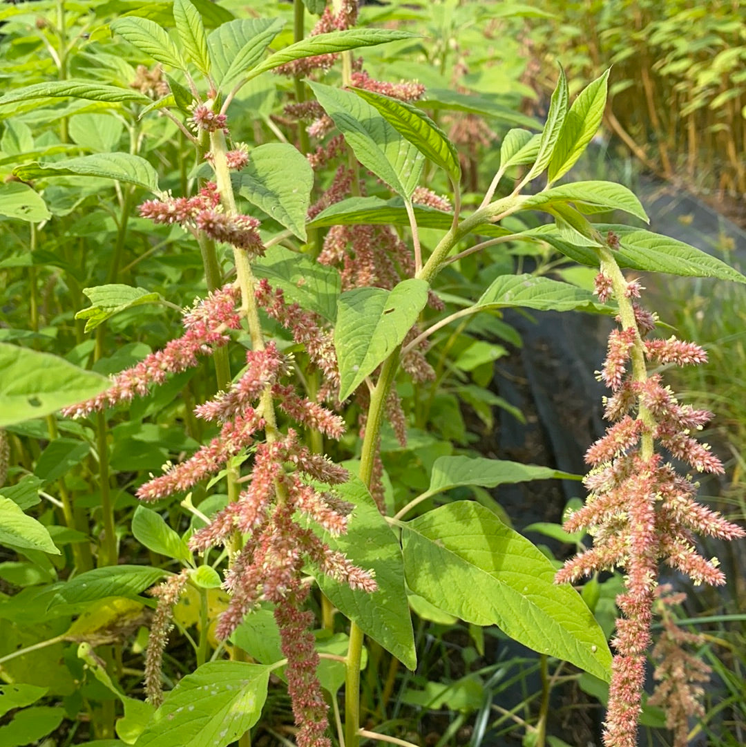 Amaranth- Coral Fountain (wk25)