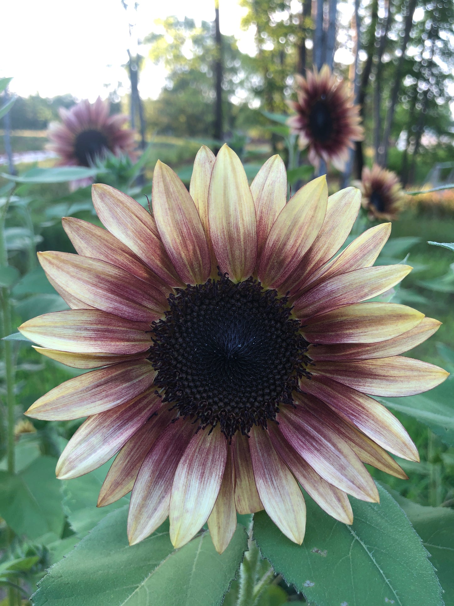 Sunflower- Plumb