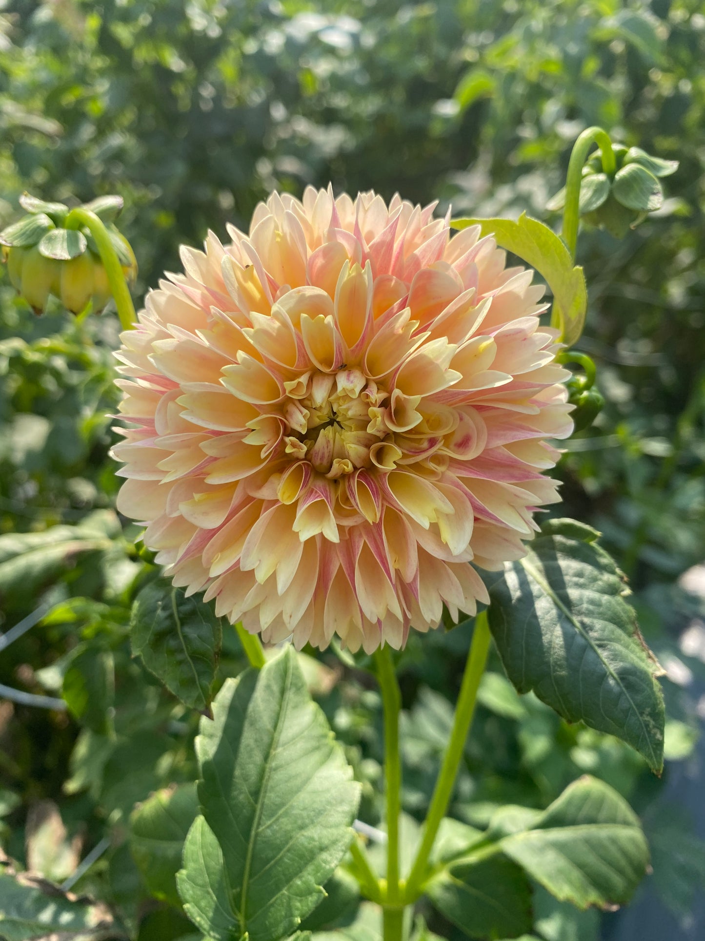 Dahlia- Sweet Suzanne (wk31)