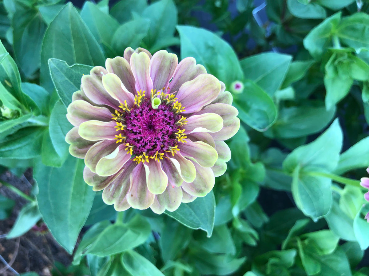 Zinnia- Queen Lime Red (wk39)