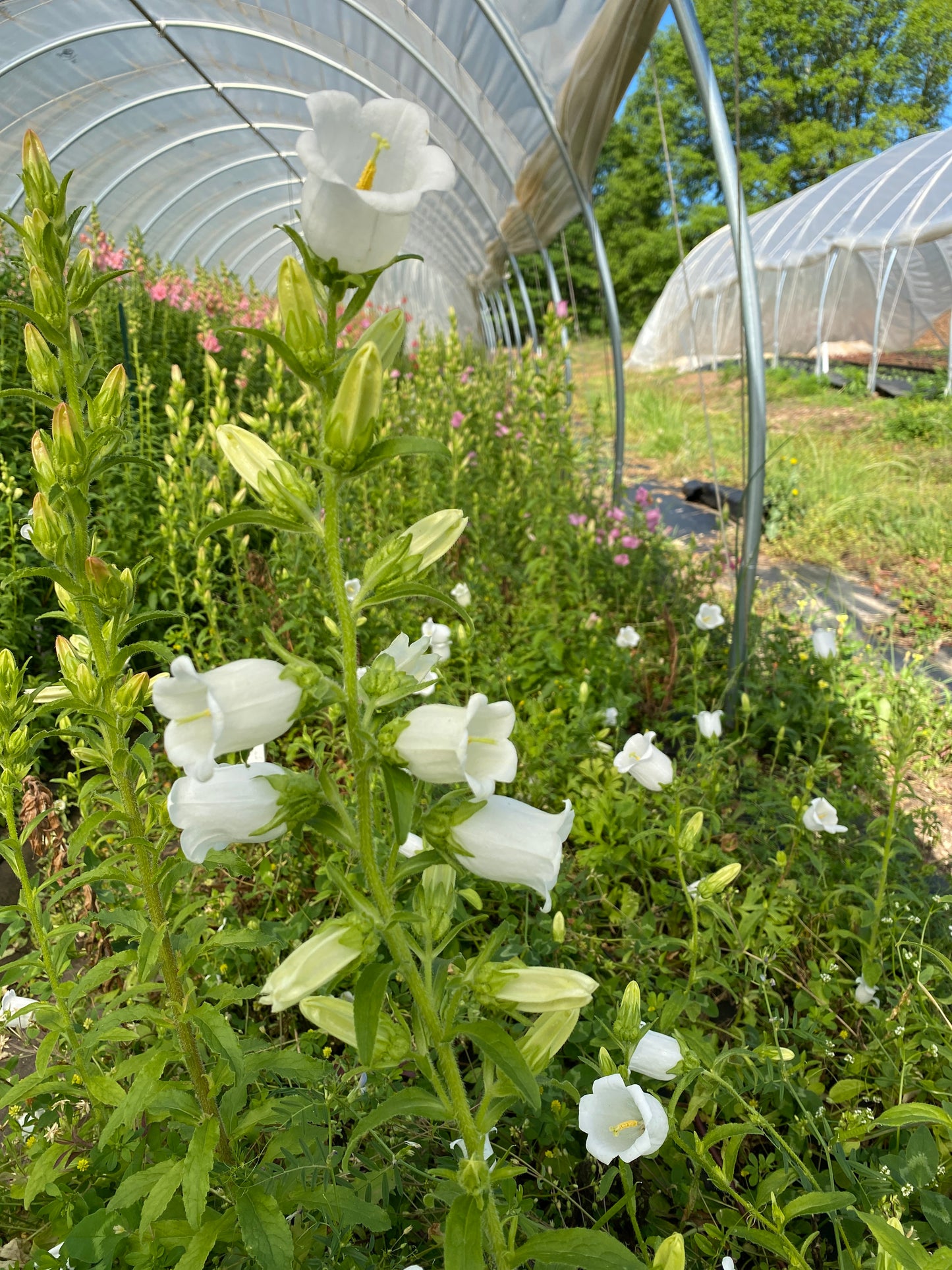 Campanula- White (wk20)