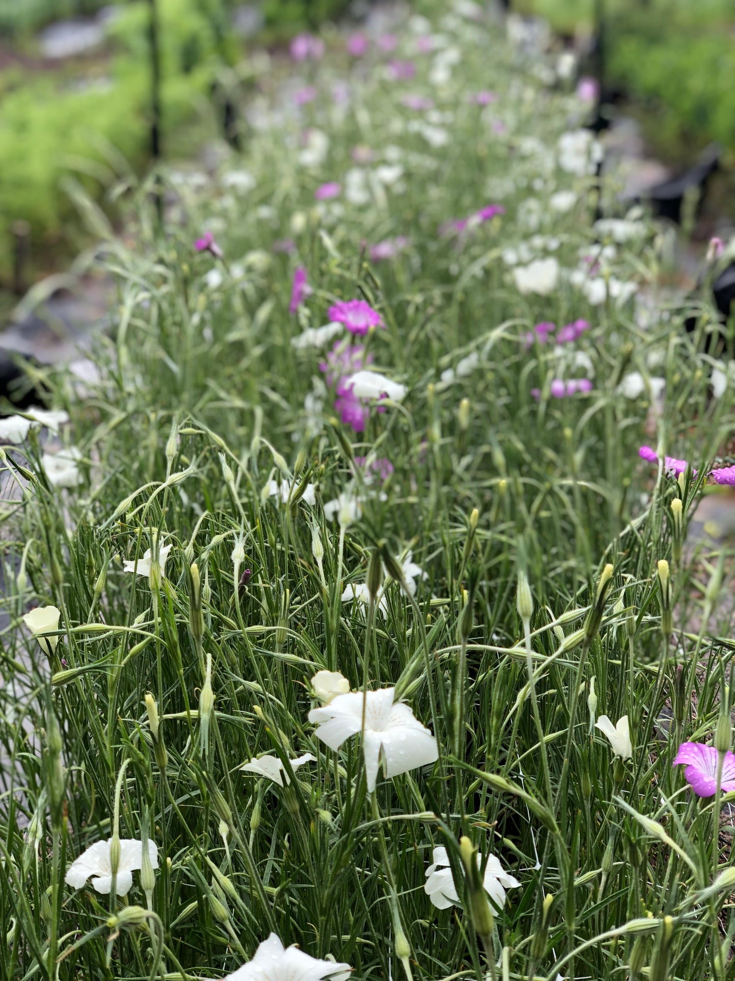 Agrostemma-White