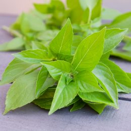 Basil-Mrs. Burns' Lemon