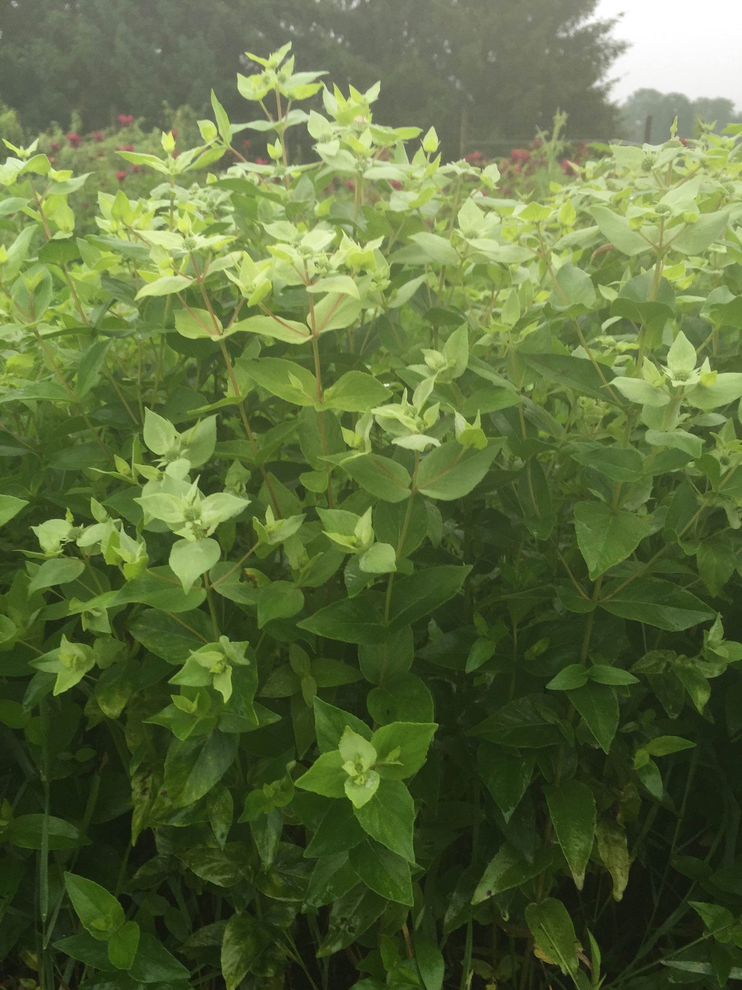 Mint-Mountain Mint