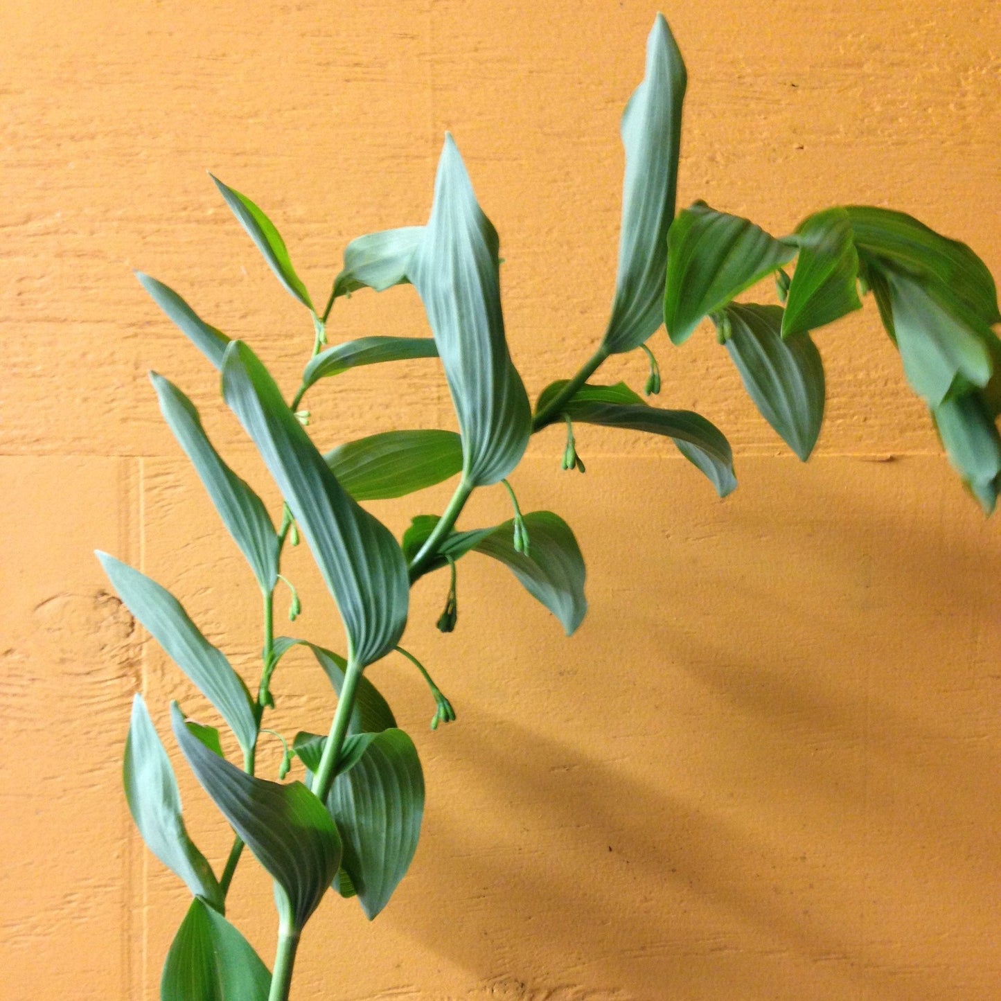 Solomon's Seal- Green
